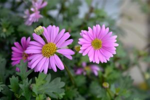Purple daisies with yellow centers bloom among green leaves, with one flower bud visible, in a natural outdoor setting.