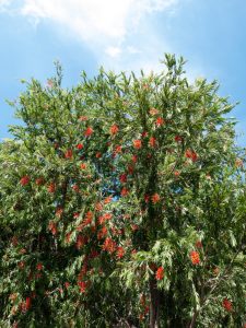 A tall Callistemon 'Kings Park Special' with narrow green leaves and bright red-orange flower clusters stands beneath a blue sky with scattered clouds.