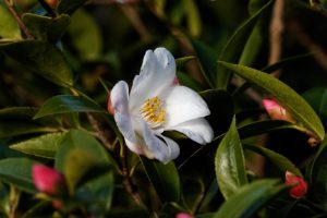 A white Camellia 'Transtasman' 10" Pot flower blooms among green leaves and pink buds.