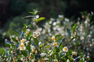Lush green shrub with clusters of white and yellow flowers in sunlight, resembling Camellia sinensis 'Tea Plant'—available now in a 20cm pot during our Grower Flash Sale!.