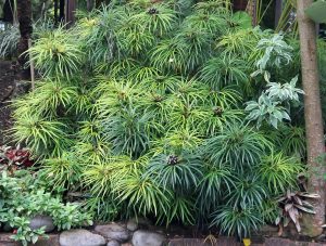 A dense cluster of Cyperus 'Umbrella Papyrus' in 8" pots features spiky green foliage growing in a rock-bordered garden bed, surrounded by diverse plants and trees.