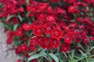 Close-up of vibrant red Dianthus Oscar 'Red' Carnation flowers with jagged petals, lush green leaves, and more blooms in the background, all thriving in a 15cm pot.
