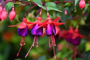 Close-up of Fuchsia 'Charm Rose Purple' (Copy), a vibrant flowering plant with red sepals and purple petals, gracefully hanging from green stems against a blurred natural background.