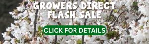 White cherry blossoms in full bloom with overlaid text promoting a "Growers Direct Flash Sale" and a "Click For Details" button.