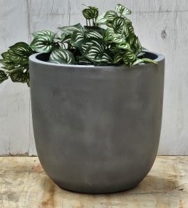 A green leafy plant with patterned leaves in a large, round, gray planter sits on a wooden surface against a light-colored wall.