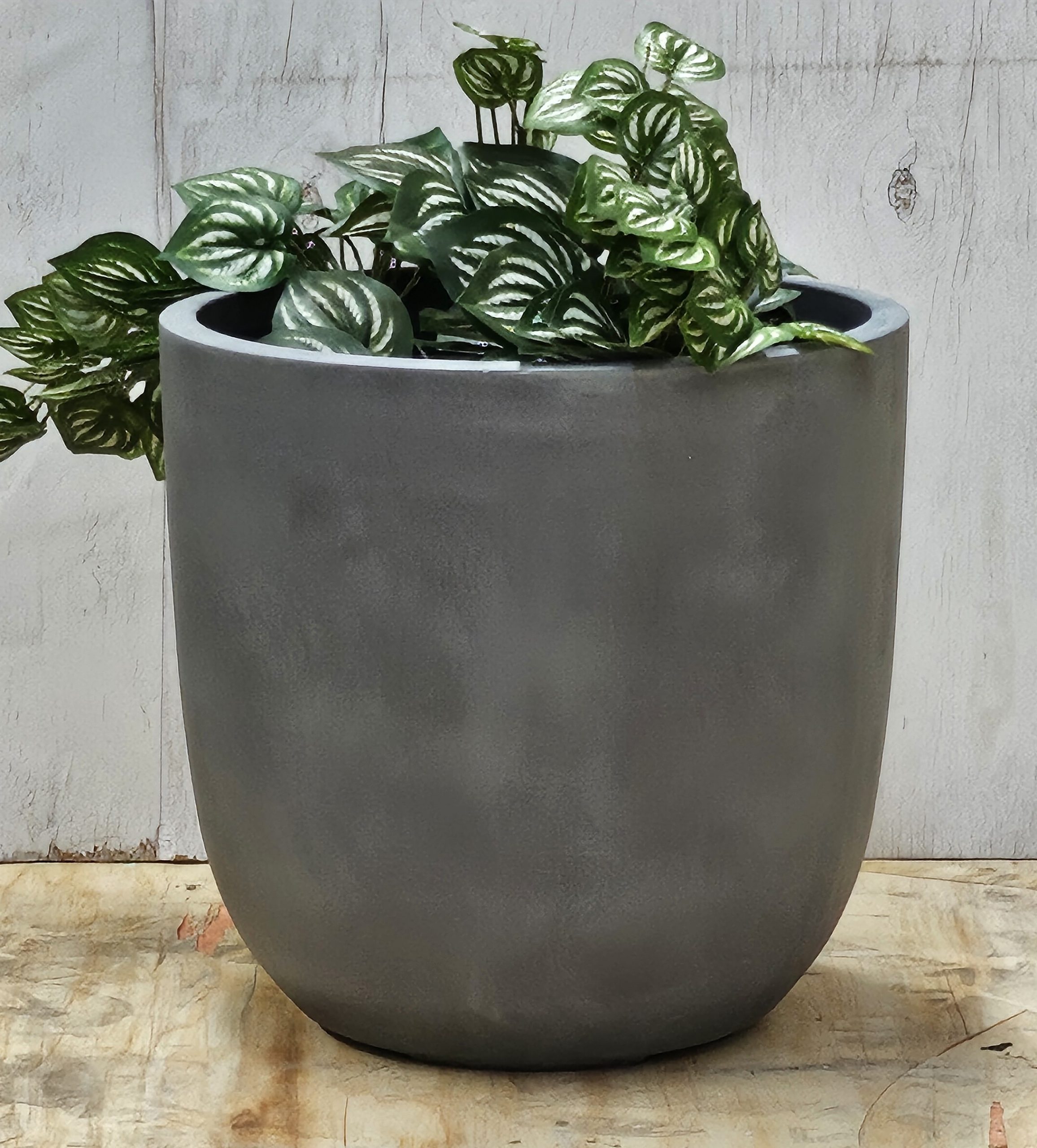 A green leafy plant with patterned leaves in a large, round, gray planter sits on a wooden surface against a light-colored wall.
