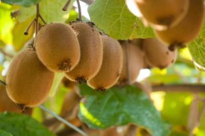 Clusters of ripe Actinidia 'Hayward' Kiwi Fruit (Female) 10" Pot hang from branches surrounded by lush green leaves on a thriving plant.
