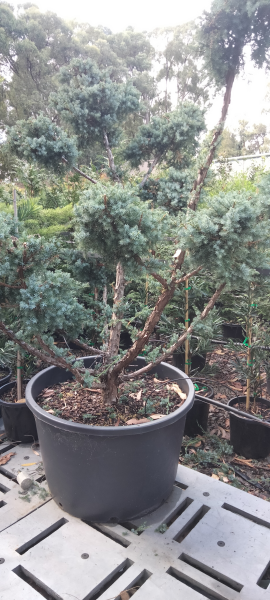 Juniperus chinensis 'Blue Alps' 185L (Cloud Pruned)