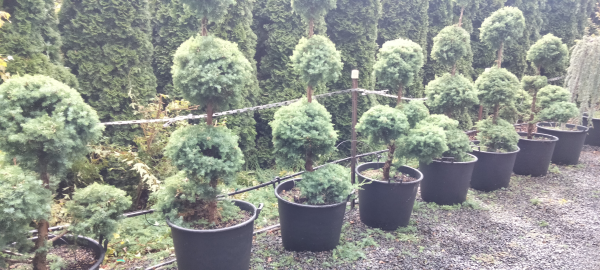 A row of potted topiary trees, including Juniperus 'Oblonga' 90L Pot (Cloud Pruned), stands on gravel beside a hedge of tall evergreen shrubs.