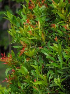 A dense Acmena 'Speed Screen' Lilly Pilly in an 8" pot, featuring green and reddish young leaves, stands out against a softly blurred outdoor background.