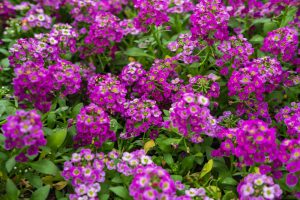 Lobularia 'Clear Crystal® Purple Shades' Sweet Alyssum in a 10cm pot features clusters of vibrant purple blooms and green foliage that densely cover the ground.