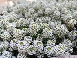 Close-up of Lobularia 'Snow Crystal' Sweet Alyssum in a 10cm pot, featuring densely packed small white flowers with green centres, flowering outdoors.