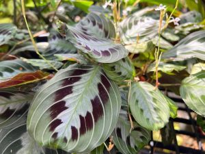 Close-up of Maranta 'Green and Black Prayer Plant' 10" (Hanging Basket), featuring dark purple markings, light green edges, and small white flowers nestled in lush foliage—an ideal choice for a vibrant hanging display.