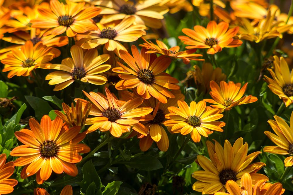 A cluster of vibrant orange and yellow daisy-like flowers with dark centers, surrounded by green leaves in bright sunlight.