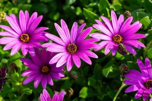 Five vibrant purple daisy-like flowers with yellow centers are blooming among green foliage in sunlight.