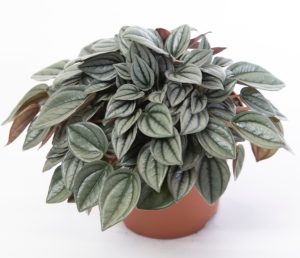 A potted Peperomia caperata plant with silver-green, textured leaves displayed against a white background.