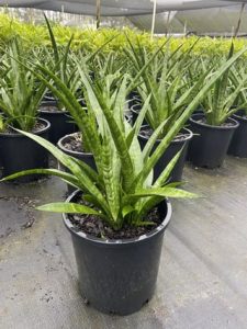 A Sansevieria 'Parva' in an 8" pot with long, upright green leaves is displayed outdoors among similar plants in black containers.