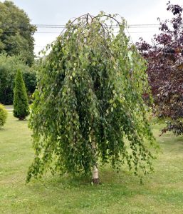 A weeping birch tree with cascading green leaves stands on a grassy lawn, surrounded by other trees and shrubs.