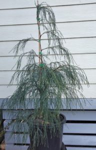 WEEPING PINE CONIFER Chamaecyparis 'Sherbrooke Falls' Conifer
