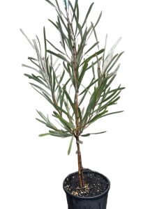 A potted young plant with long, slender green leaves and a thin stem, set against a plain white background.