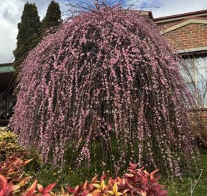 A weeping cherry tree in bloom stands in a garden near a brick building, alongside a Prunus mume 'Pink Flowering Apricot' 1.8m Standard in a 33cm Pot.