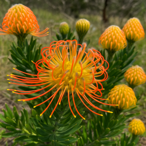 A close-up of Leucospermum 'Phoenix Rising' in a 6" pot, showing its vibrant orange and yellow pincushion flowers surrounded by yellow buds and lush green foliage.