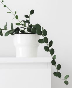 A trailing green plant with round leaves in a white pot sits on top of a white cabinet against a plain white background.