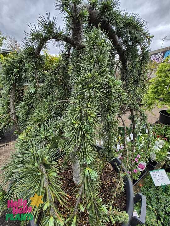 The Cedrus 'Green Cedar' Weeping 24" Pot is an evergreen tree with long, drooping branches and dense needle-like foliage, attractively displayed in a planter at the nursery.
