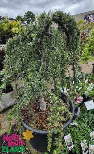 A Cedrus 'Green Cedar' Weeping in a 24" pot, with dense needle-like foliage, is displayed outdoors among other nursery plants.