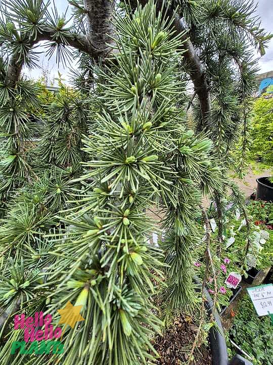 Close-up of green, needle-like foliage on a Cedrus 'Green Cedar' Weeping 24" Pot branch in an outdoor garden setting.