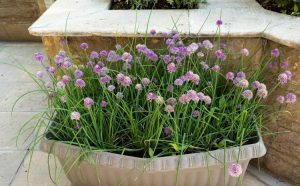 Chives 4" Pot