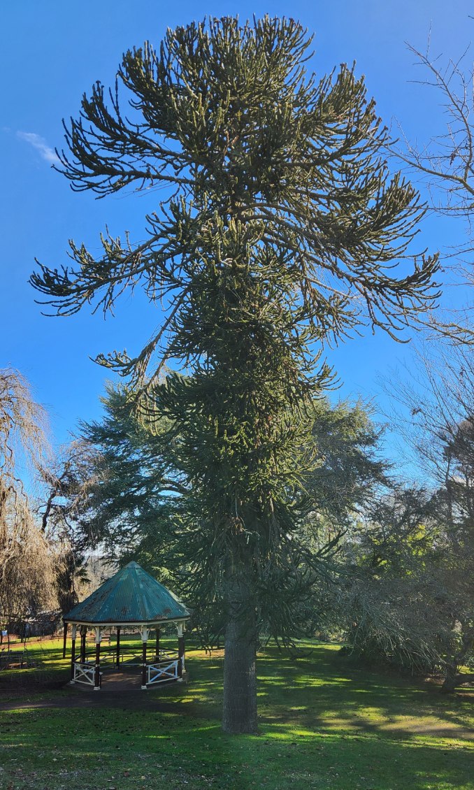 An Araucaria 'Monkey Puzzle' 45L Pot stands tall in a grassy park near a wooden bandstand, all beneath a clear blue sky.