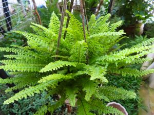 Ferns 'Assorted' 8" Pot Hanging Baskets