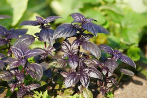 Basil 'Purple Ruffles' 4" Pot