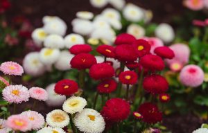 Brighten your garden beds with Bellis 'Bellissima Mix' Common Daisy 10cm Pot, featuring clusters of red, white, and pale pink blooms that stand out beautifully against dark soil.