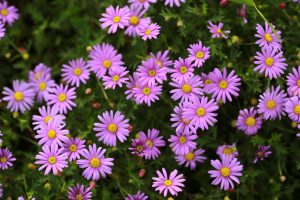 Brachyscome 'Fresco Bright Pink' Daisy 6" Pot