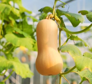 Pumpkin 'Butternut' 4" Pot