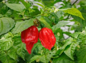 Capsicum 'Carolina Reaper' Chilli Pepper 4" Pot