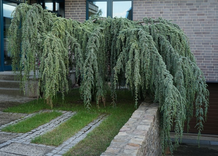 Cedrus 'Green Cedar' Weeping 24" Pot
