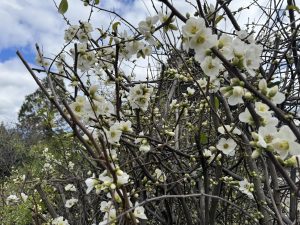 Chaenomeles 'White Flowering Quince'