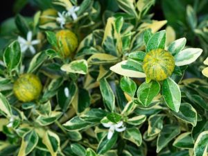 Citrus Cumquat 'Variegated' 5L Pot