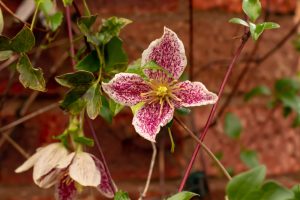 Clematis 'Freckles' 6" Pot