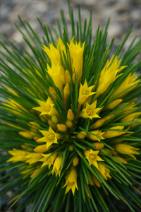 Conostylis 'Bright Sparks' 6" Pot