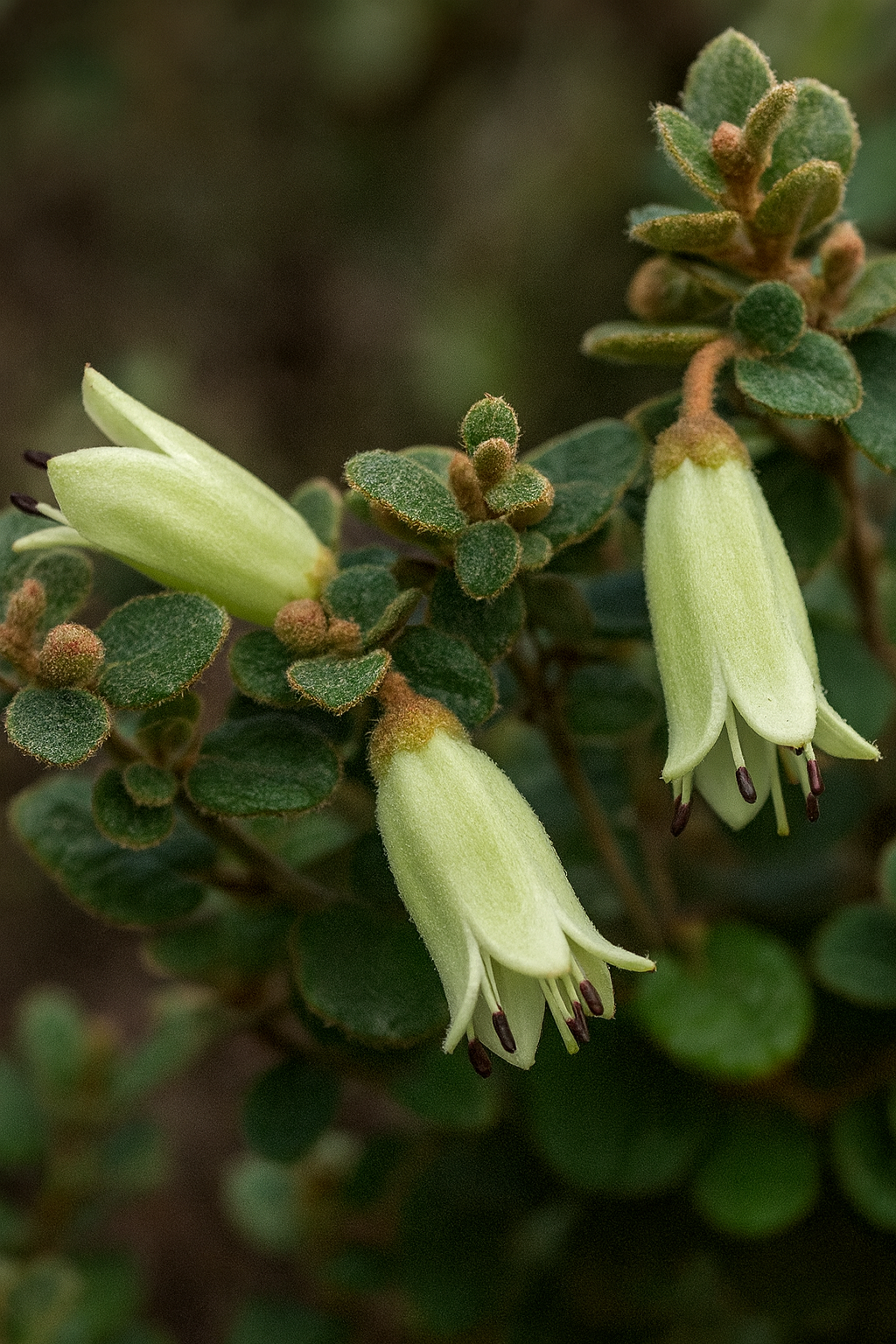 Close-up of Correa 'Roundleaf' Native Fuchsia 6" Pot, displaying fuzzy green oval leaves and three pale green tubular flowers with dark purple stamens against a blurred background.
