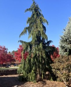 Cupressus 'Alaskan Weeping Cedar' 8" Pot