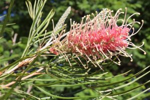 Grevillea 'Aphrodite's Dream' PBR 8" Pot