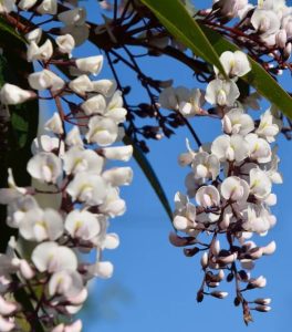 Graceful clusters of snow white and pale pink flowers with green leaves adorn the Hardenbergia 'Snow White' 15cm Pot, perfect for brightening any space.