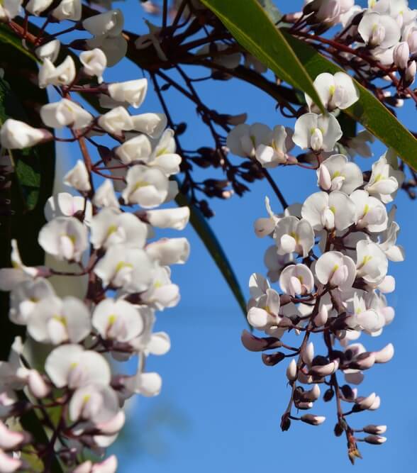 Graceful clusters of snow white and pale pink flowers with green leaves adorn the Hardenbergia 'Snow White' 15cm Pot, perfect for brightening any space.