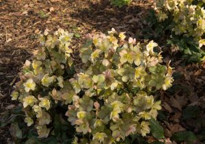 Helleborus 'Ice 'n Roses' Camelot 7" Pot