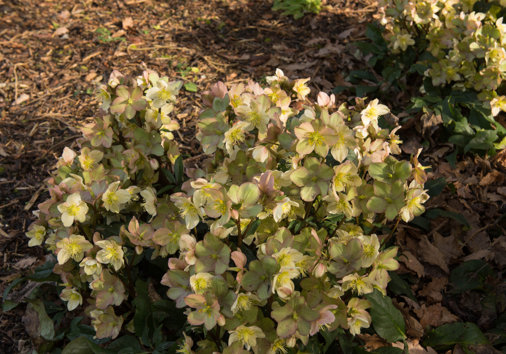 Helleborus 'Ice 'n Roses' Camelot 7" Pot